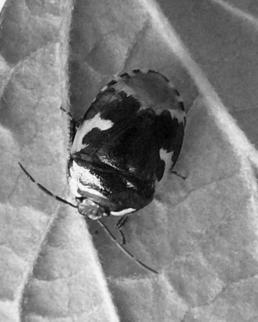 6 M. BUNALSKI, A. KORCZ, P. SIENKIEWICZ W faunie krajowej rodzaj ten reprezentowany jest przez dwa gatunki: Tritomegas bicolor (L.) i Tritomegas sexmaculatus (RAMB.