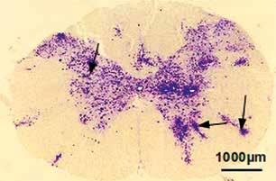 non-fed EAE rats (Fig. 3D).