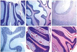 NO levels in cerebellum of cachectic rats A 1200 1000 B 1200 1000 ψ 800 800 NO (RLU) 600 400 NO (RLU) 600 400 200 200 0 0 0 1 2 3 4 5 0 1 2 3 4 5 Time (min) Time (min) Control Day 5 Day 10 Day 14 Day
