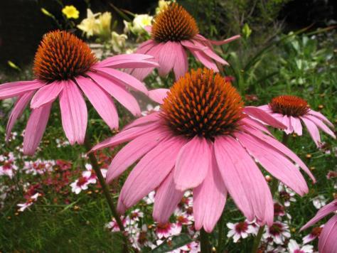 - Aster nowobelgijski - 3