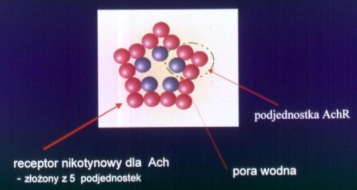 Receptory układu