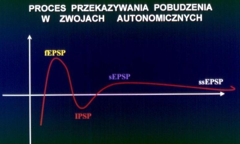 Czynność zwojów