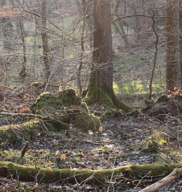 ruralistycznych oraz zespołów architektoniczno - przyrodniczych, a także niematerialnego dziedzictwa kulturowego, 9) ochrona i rewaloryzacja szczególnych wartości krajobrazowych parku, a zwłaszcza