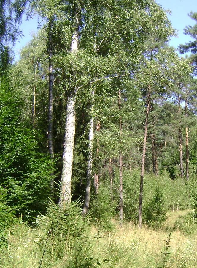 Przy okazji weryfikacja określenia siedlisk Dane IVNENT dot.