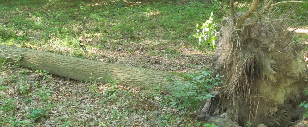Martwe drewno w lasach Puszczy Drawskiej - pomiar Nadleśnictwa - 4,3 m 3 / ha