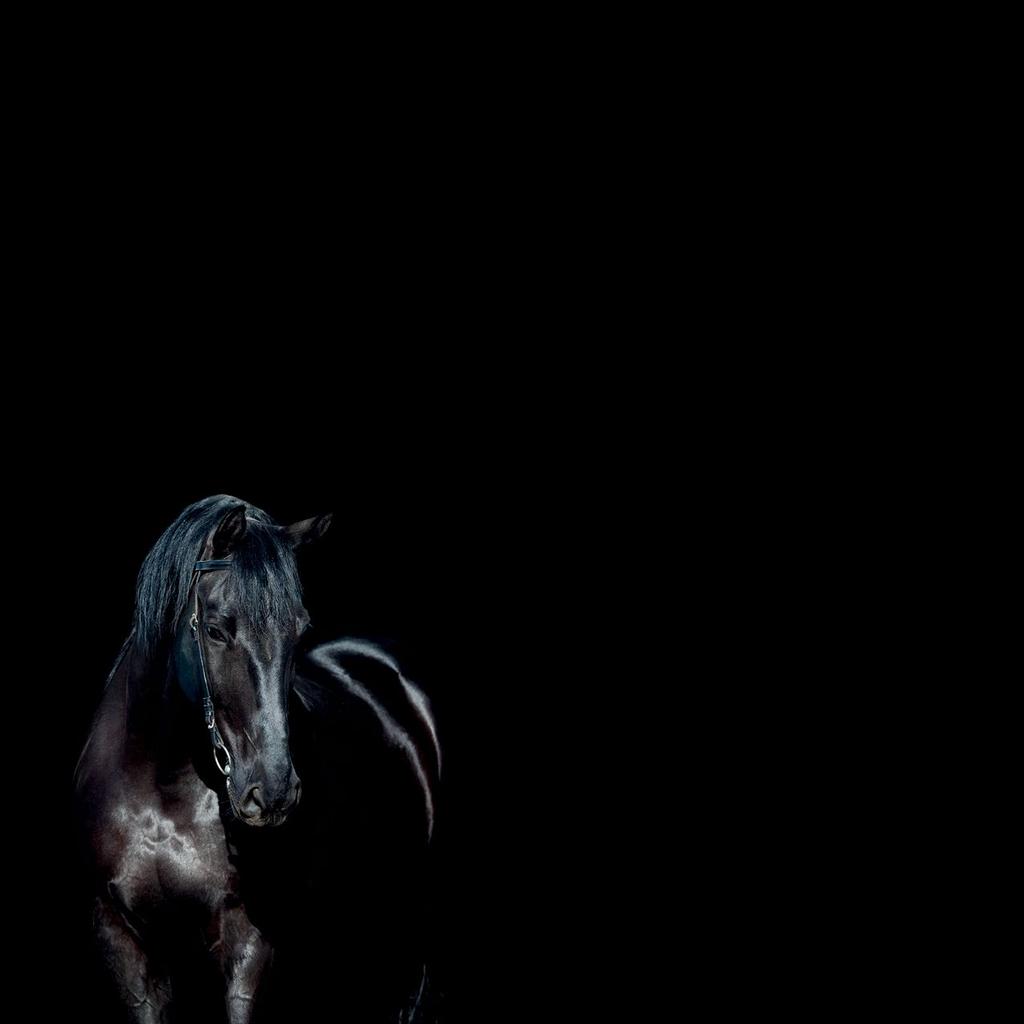 Szanowni Państwo, Z przyjemnością prezentujemy katalog produktów marki Black Horse, w którym znajdują się zarówno produkty kosmetyczne jak i dodatki paszowe dla koni.