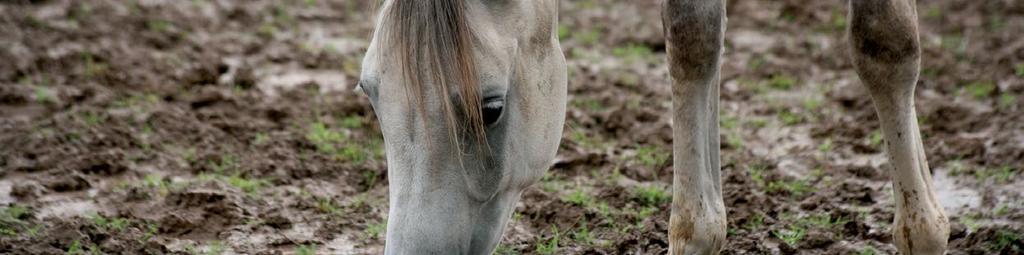 Maściowa kuracja na grudę Maściowa kuracja na grudę Black Horse Mud Fever przeznaczona jest dla skóry koni zaatakowanej tzw. grudą, egzemą skórną oraz podatnej na pękanie.