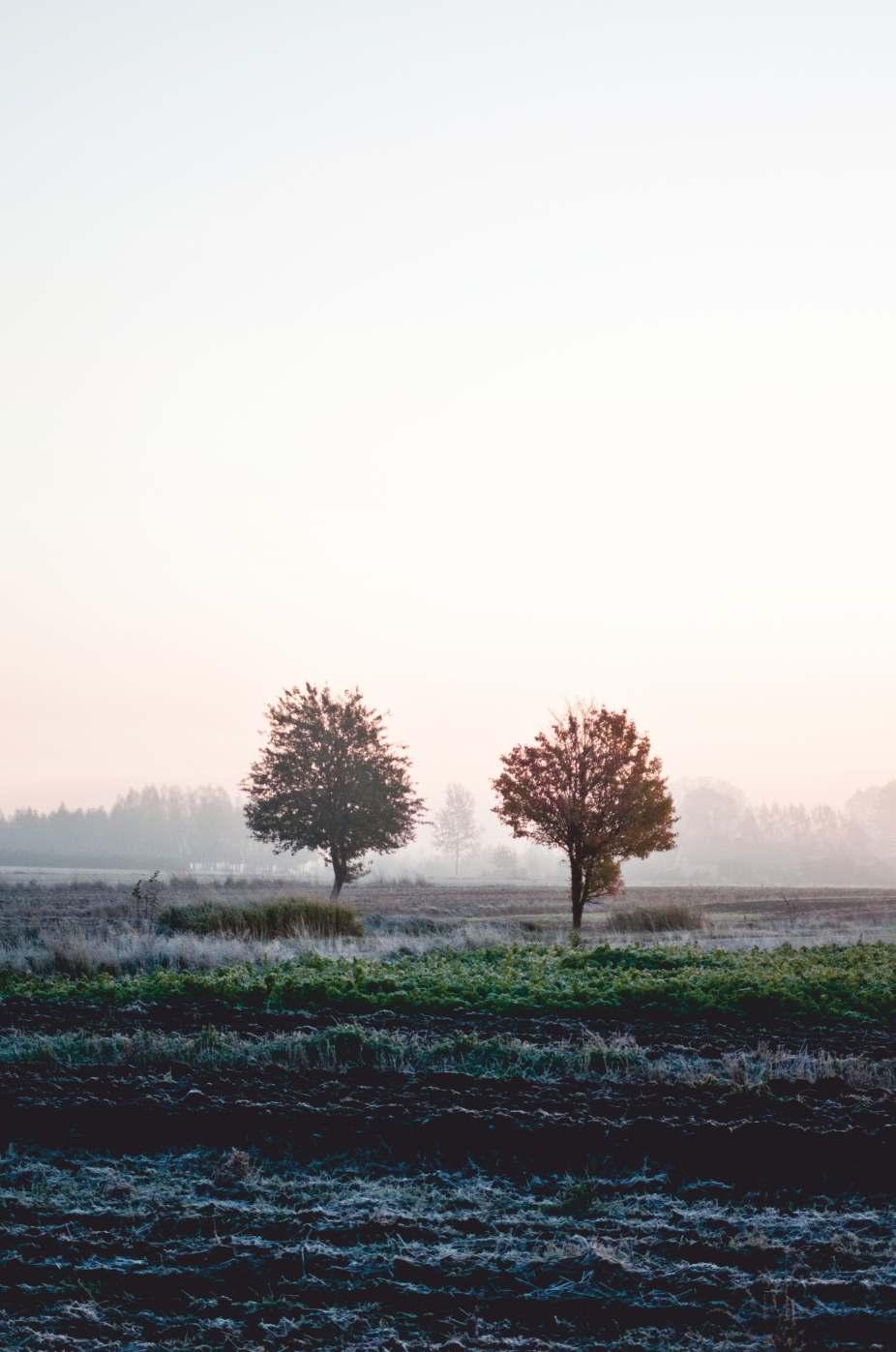 Fotografia konkursowa Przyroda w obiektywie Fot.