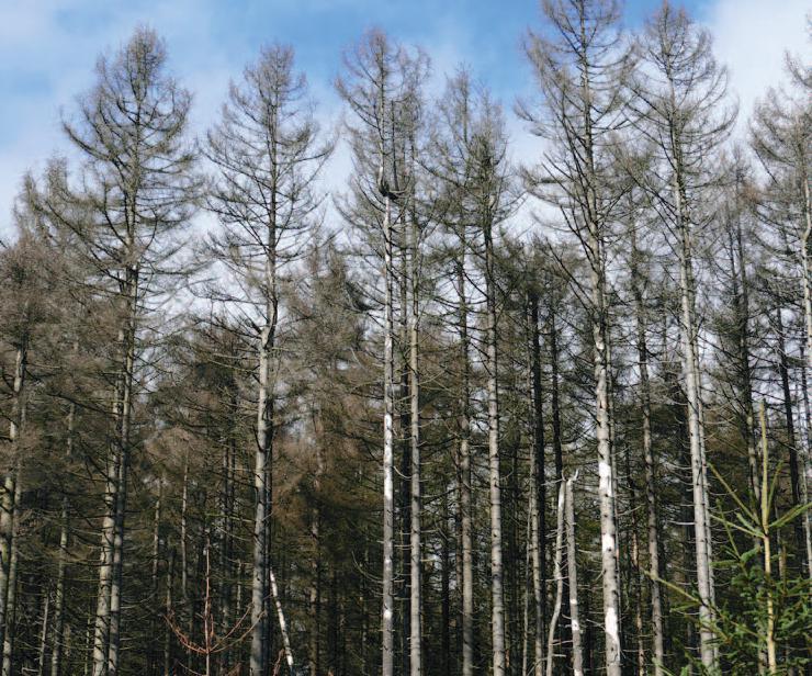 Zalesianie 2019 - nabór wniosków od czerwca Rolnik ubiegający się o wsparcie w ramach działania Inwestycje w rozwój obszarów leśnych i poprawę żywotności lasów może ubiegać się o pomoc na zalesianie