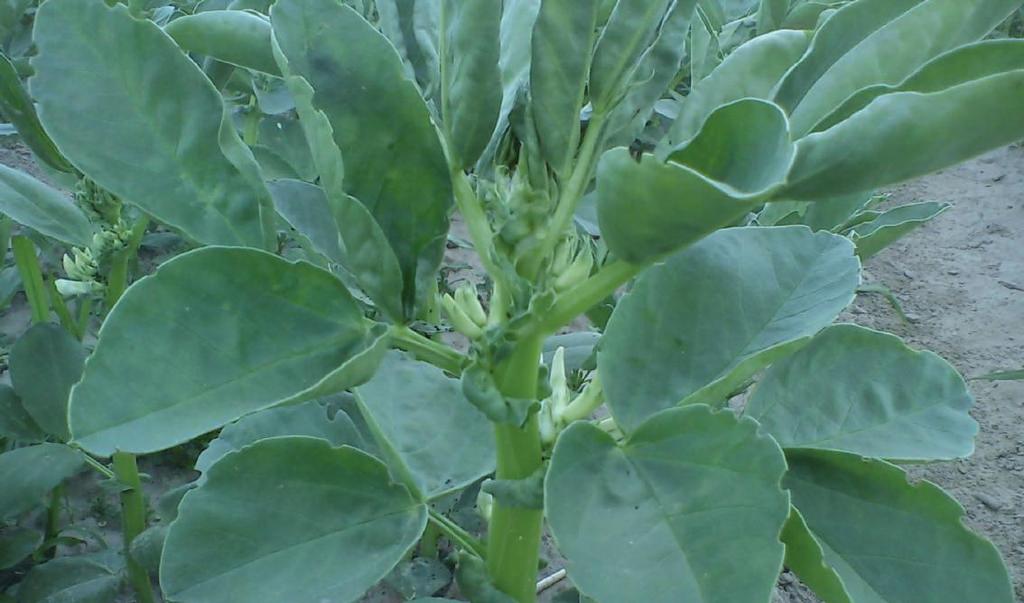 Capri - Odmiana niesamokończąca, wysokotaninowa, przeznaczona do uprawy na nasiona. Plon nasion bardzo duży, białka bardzo duży. Termin kwitnienia wczesny, dojrzewania dość wczesny.