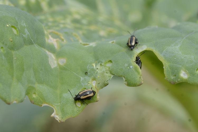 Pchełka smużkowana Źródło: https://www.pflanzenkrankheiten.ch/images/insekten/phyllotreta 5. Mszyca kapuściana Brevicoryne brassicae L., 1758.