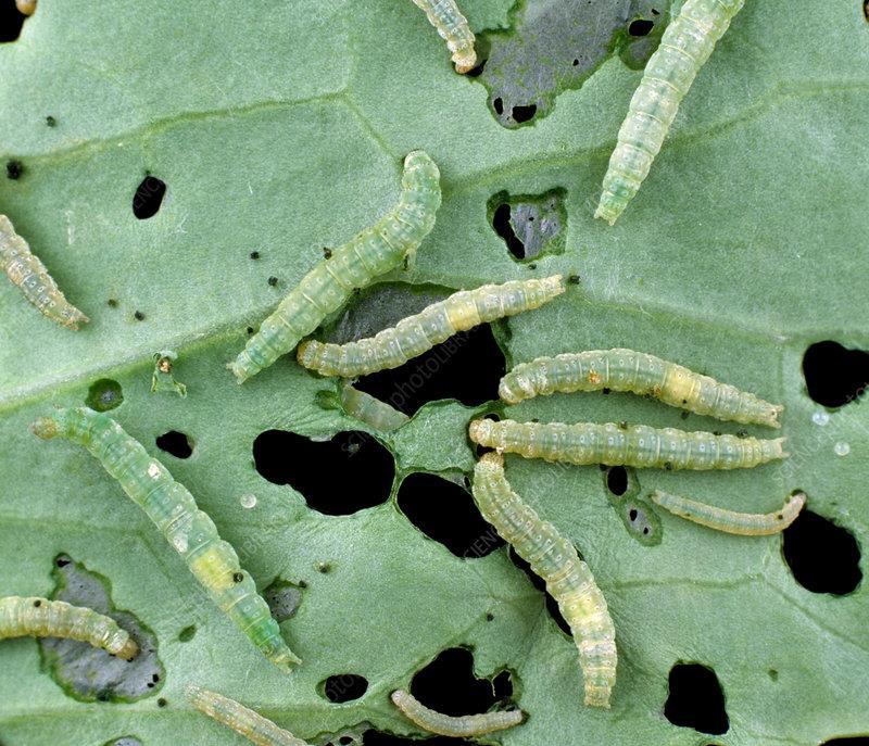 Gąsienice tantnisia krzyżowiaczka żerujące na kapuście Źródło: https://c8.alamy.com/comp/x6b2py/diamond-back-moth-plutella-xylostellacaterpillars-on-damaged-cabbage-leaf-x6b2py.jpg 9.