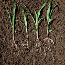 Na glebach ciężkich i wilgotnych 4 cm to zwykle optymalna głębokość, gdyż głębiej może brakować powietrza (tlenu) dla procesu kiełkowania. 4. Zawsze należy sprawdzić głębokość siewu po przejechaniu kilku metrów - każde pole jest inne.
