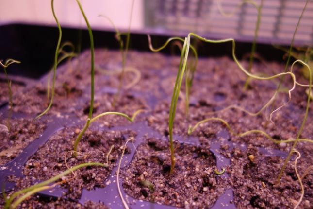 Ukorzenianie pędów i cebulowanie Nieukorzenione pędy uzyskane na drodze regeneracji w kulturach in vitro celem wywołania procesu ryzogenezy należy wyłożyć na pożywkę B 5 zawierającą 10 mg l -1
