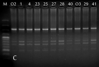 J1, J2, J3, O1, O2, O3 reakcja z DNA roślin macierzystych odmiany Jarus i Ornak, M - wzorzec masowy 100 bp DNA Ladder (Fermentas).