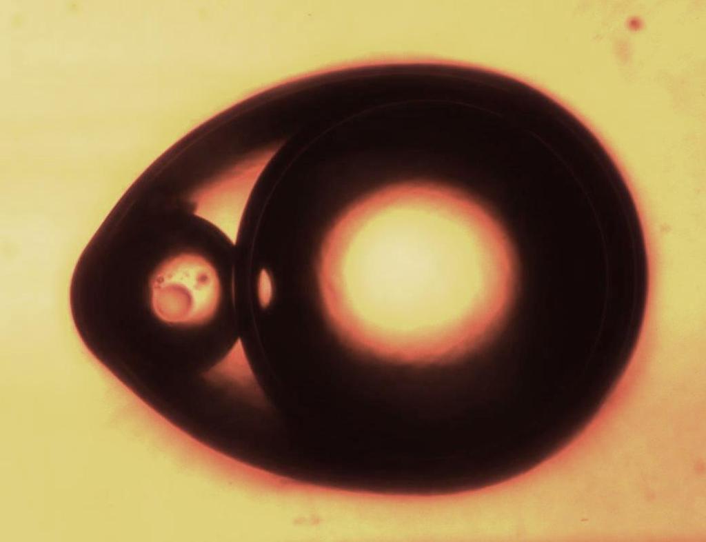 engulfing Jan Guzowski (ICHF