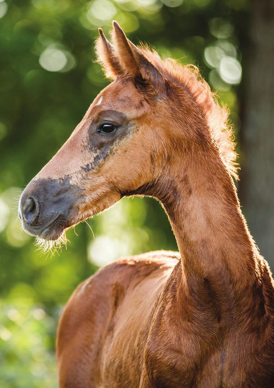 CICHOŃ FOALS AUCTION