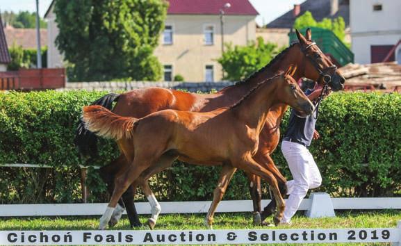 Heiline s Zanzier DWB kaszt. 2013 Falka sp gn.