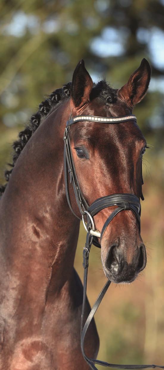 REVOLUTION (ROCKY LEE X ROULETTO X WENDENBURG)