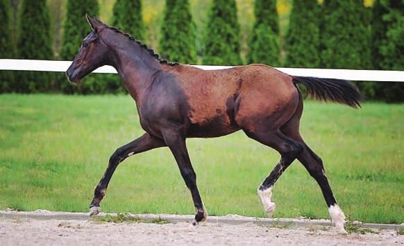 Heiline s Zanzier DWB kaszt. 2013 Vestgaardens Olympia DWB sk.gn.
