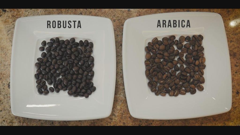przez ludzi: Arabica, Robusta, Liberika. Kawę uprawia się na wysokości od 200 do 2 500 m n.p.m. Miejsce i wysokość uprawy ma wpływ na jakość i smak kawy.