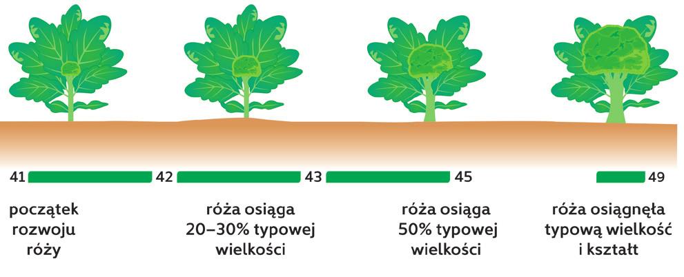 w fazie BBCH 41 49 ROZWÓJ RÓŻY U BBCH 41 49 Stymulatory i aktywatory zalecane w fazie BBCH 41 49 w okresie BBCH 41 49 czerń krzyżowych (alternarioza), bielik krzyżowych, mączniak prawdziwy, szara