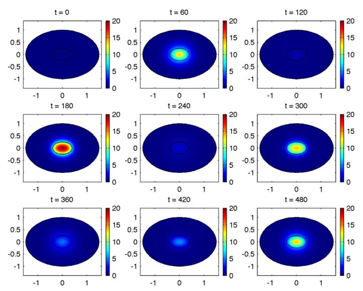 Model z dyfuzja wyniki numeryczne: stężenie mrna M. Sturrock i in., J. Theor. Biol., 273, 15 31, (2011) M.