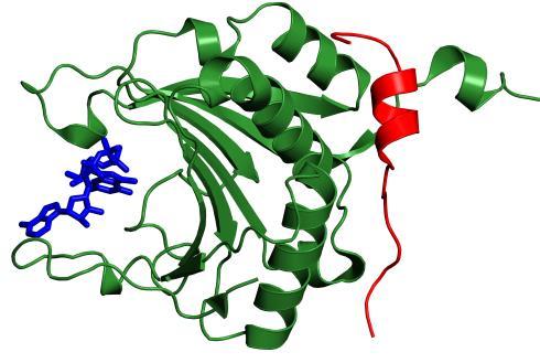 Parametry termodynamiczne oddziaływania eif4e z 4EBP1 i kapem (m 7 GTP) ligand receptor K a [µm -1 ] G [kcal/mol] ultrawirowanie 4E-BP eif4e eif4e/kap 6.34 0.87 52 14 9.12 0.08 10.35 0.