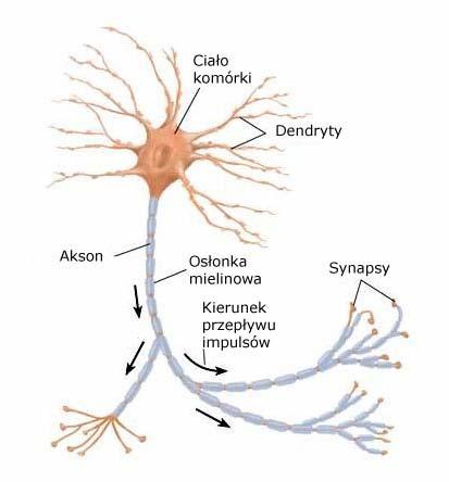 Komórki nerwowe (neurony) Dendryty zbierają sygnały y z innych komórek nerwowych.