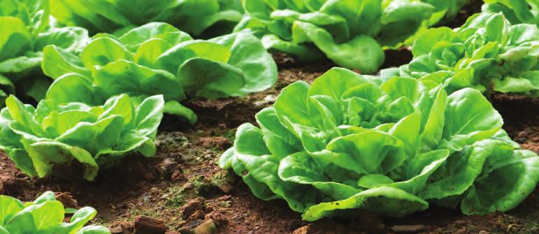 Kwestia efektywności wykorzystania składników odżywczych Lepsze wykorzystanie składników odżywczych dzięki wyższej absorpcji N i P przez rośliny oraz mniejszym stratom do środowiska N w masie suchej