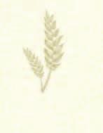 bezzwrotna 11,98/l 5 99 PIWO BELGIJSKIE Piwo