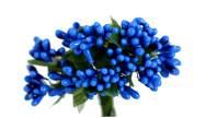 OLIWKOWY 087C -   