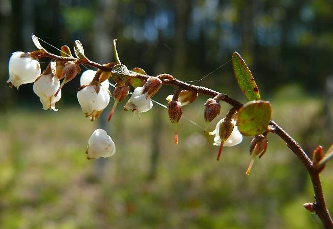 Plants 2019, 8, 129 5 of 17 Plants 2019, 8, x; doi: FOR PEER REVIEW 5 of