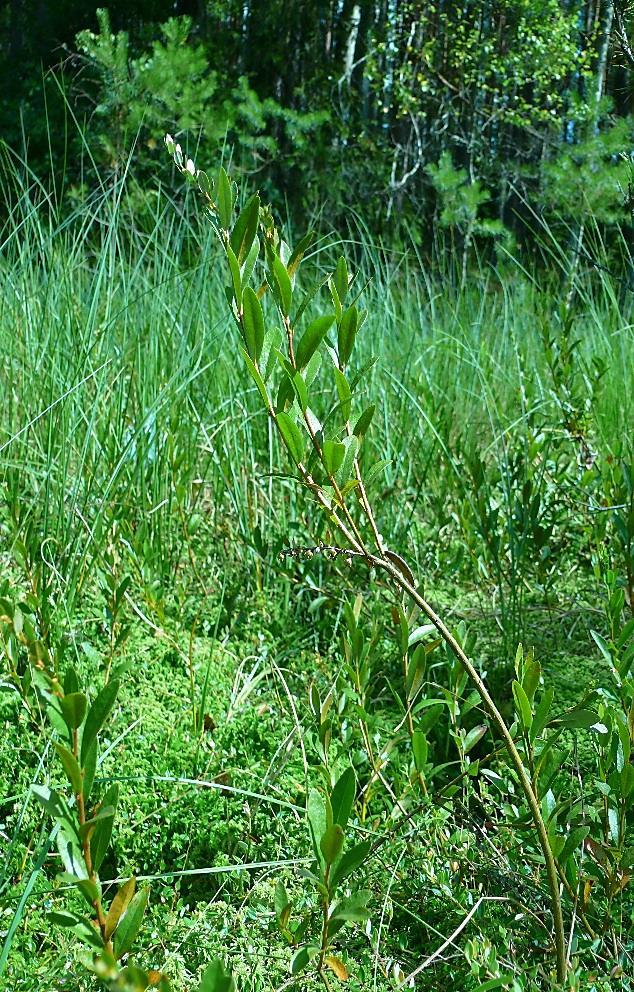 Chamaedaphne calyculata at the new site near Nerwik village.