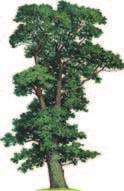 Wymiary: 15,5 x 12,5 cm (ogniwo fotowoltaiczne); 24 x 10,5 x 8,5 cm (autko).