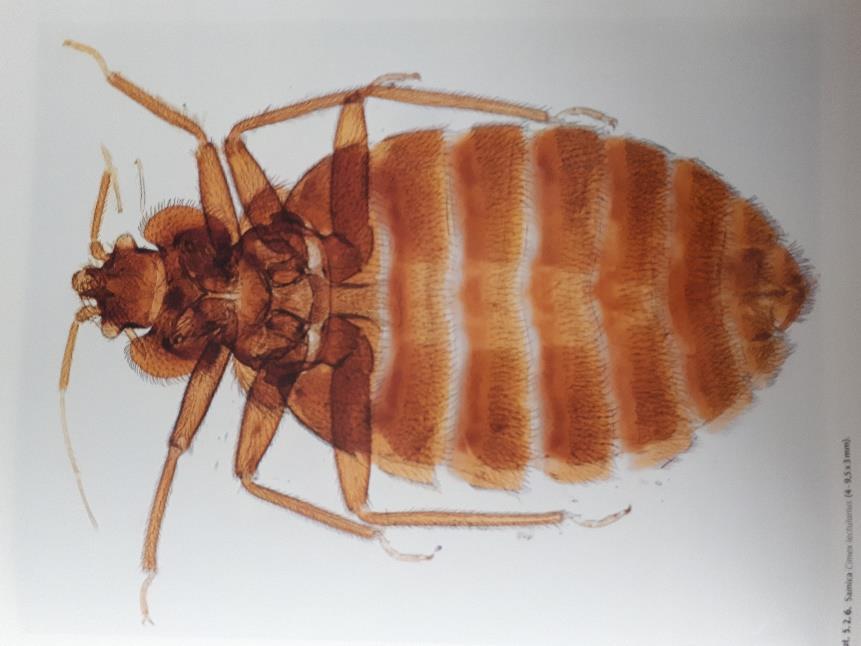 Cimex lectularis (Linnaeus, 1758) jest owadem należącym do rzędu pluskwiaków różnoskrzydłych (Heteroptera), rodziny pluskwowatych (Cimicidae) (Ryc. 1).