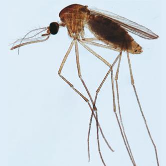 Komar kłujący (Culex pipiens) Culex pipiens (Linnaeus, 1758) należy do rzędu muchówek (Diptera), rodziny komarowatych (Culicidae).