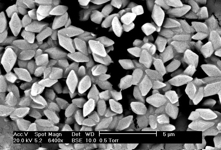 Ryc. 1. Kryształy toksyny Bacillus thuringiensis (źródło: https://pl.wikipedia.