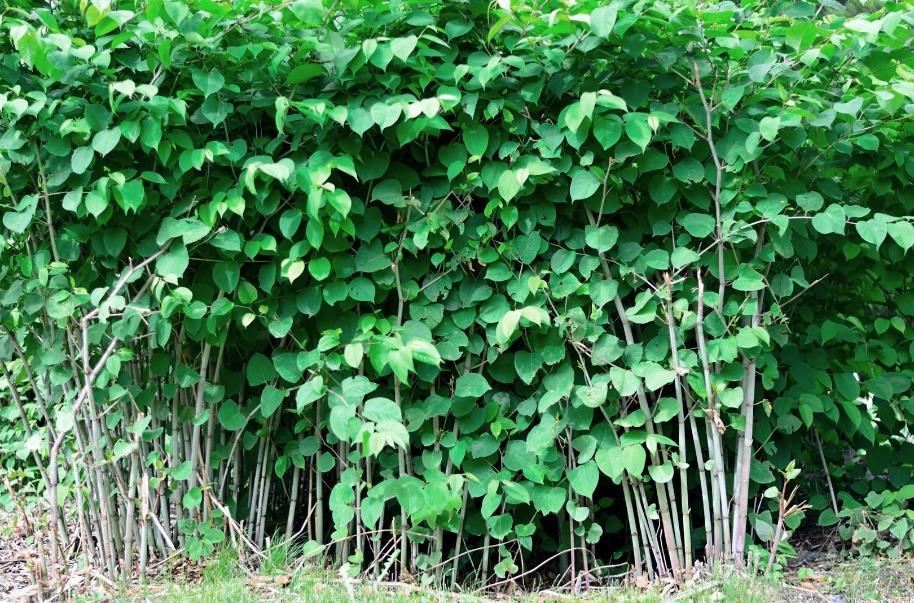 Ryc. 2. Rdestowiec ostrokończysty (Reynoutria japonica) Tarczyca bajkalska (Scutellaria baicalensis Georgi) należącą do rodziny Lamiaceae jest niewysoką, dorastającą do ok.