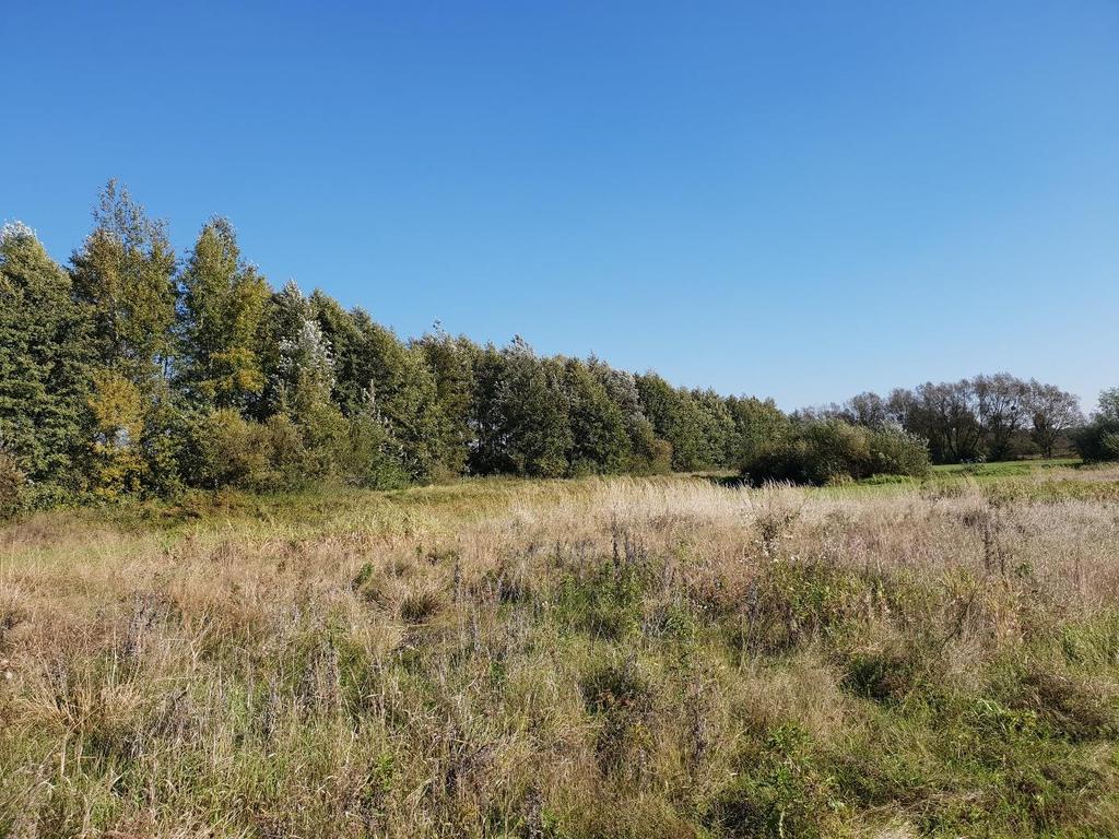 Fot. 2. Typowe stanowisko Dermacentor reticulatus w województwie lubelskim Kleszcze łąkowe wykazują wysoką tolerancję względem wilgotności. Na terenie województwa lubelskiego kleszcze D.