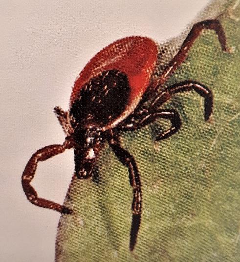 Wśród kleszczy możemy spotkać gatunki (np. I. ricinus) czekające na żywicieli. Skupiają się one wzdłuż wąskich dróg, ścieżek leśnych i roślinności, gdzie jest duża szansa na spotkanie żywiciela.