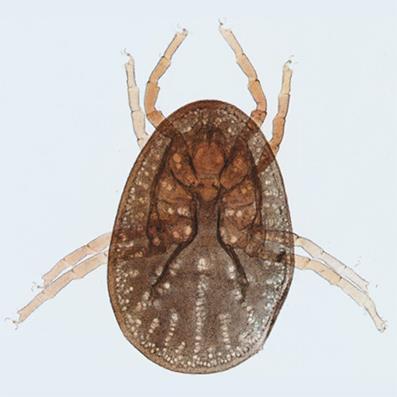 małej liczby ptasich żywicieli, głodne obrzeżki atakują człowieka w mieszkaniach (A. reflexus) lub podczas nabożeństw (A. polonicus). Obrzeżki są aktywne w nocy. W ciągu dnia ukrywają się m.in.