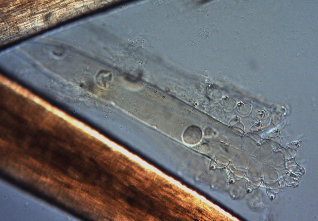 mitochondrialnego 16S rdna (De Rojas i wsp. 2012, Zhao i wsp. 2012, Zhao i wsp. 2013).