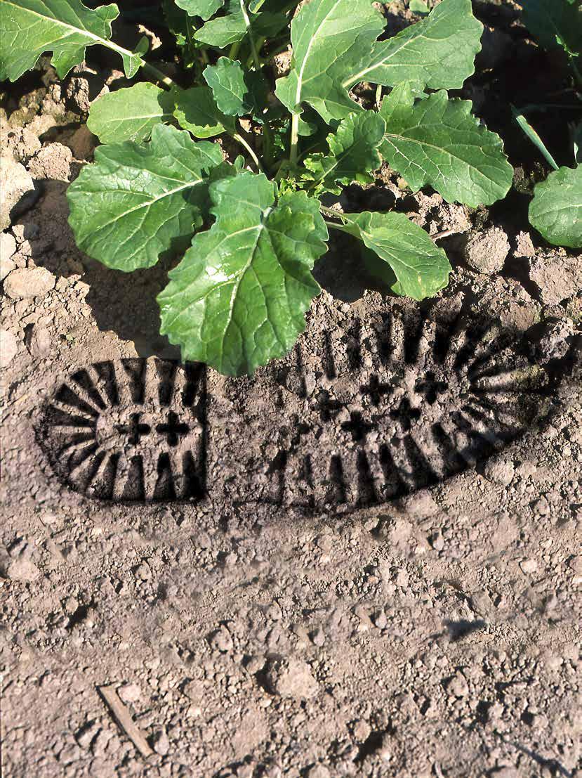 Odmiana odporna na kiłę kapusty ważny krok w uprawie rzepaku Kluczowe