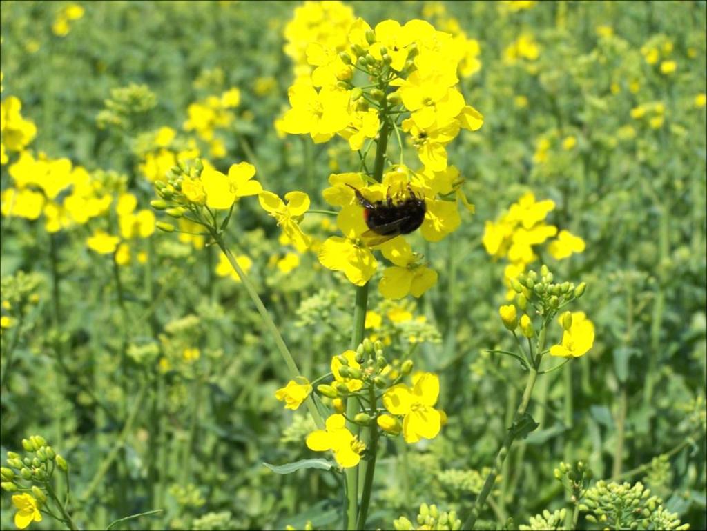 Główne zagrożenia Stosowanie nawozów i pestycydów, usuwanie