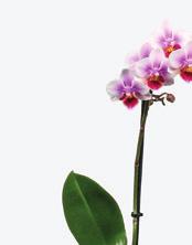 doniczka ø12 cm 8 Róża