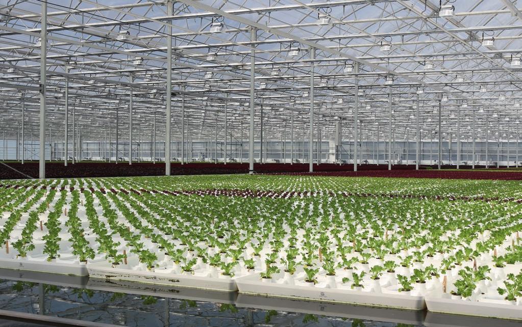 Fiolet to nowa zieleń: Growcoon do hydroponicznych systemów uprawy Poprawa uprawy Wykorzystanie systemów hydroponicznych znacznie wzrosło w ostatnich latach, z tego powodu producenci szukają