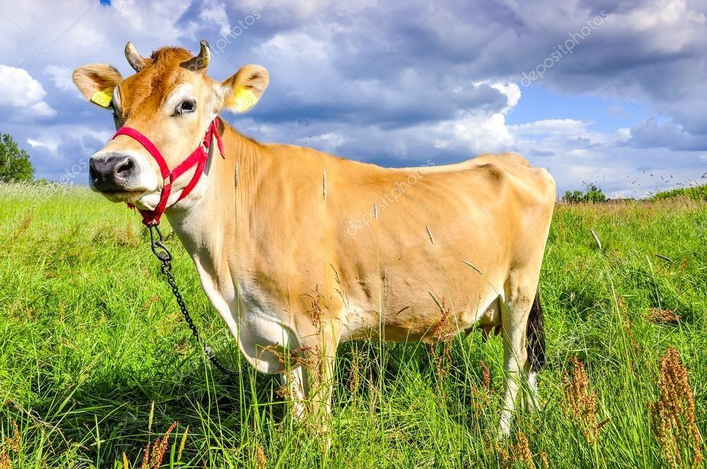 Przedstawiona na ilustracji krowa rasy jersey należy do typu użytkowego mięsnego. mlecznego. kombinowanego. wszechstronnieużytkowego.
