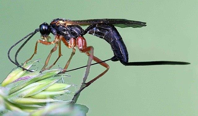 Błonkówki Ichneumonidae Fot.