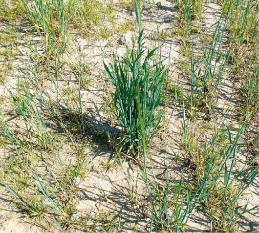 Skutki zakwaszenia gleb użytkowanych rolniczo zwiększone wymycie azotanów, chlorków, siarczanów